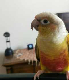 Lost Conure