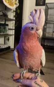 Lost Galah Cockatoo