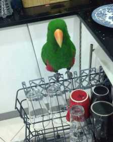 Lost Eclectus