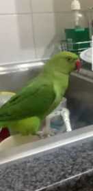 Lost Indian Ringneck Parakeet