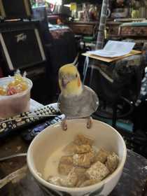 Lost Cockatiel