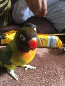 Lost Lovebird
