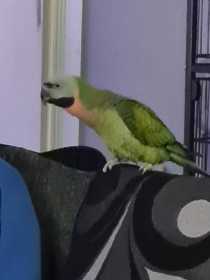 Lost Mustached / Moustached Parakeet
