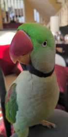 Lost Alexandrine