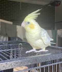 Lost Cockatiel