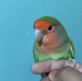 Lost Lovebird