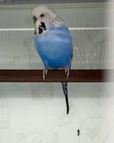 Lost Budgerigar