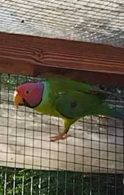 Lost Plum-Headed Parakeet