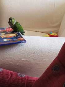 Lost Conure