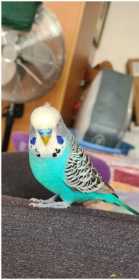 Lost Budgerigar