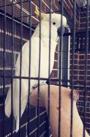 Lost Cockatoo