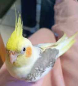 Lost Cockatiel