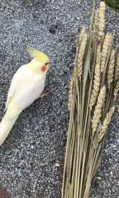 Lost Cockatiel