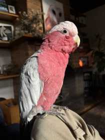 Lost Galah Cockatoo