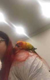 Lost Conure