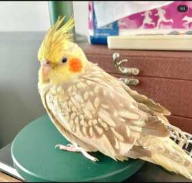 Lost Cockatiel