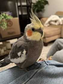 Lost Cockatiel