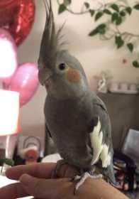 Lost Cockatiel