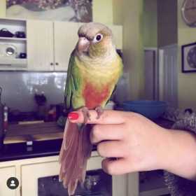 Lost Conure