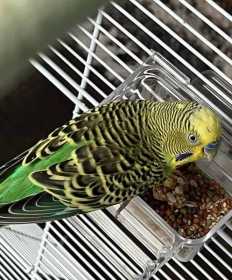 Lost Parakeet