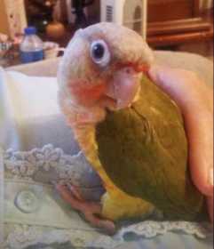 Lost Conure