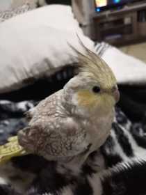 Lost Cockatiel