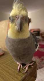 Lost Cockatiel