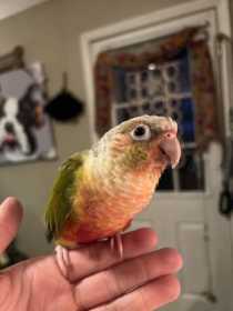 Lost Conure