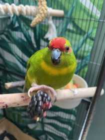 Lost Kakariki