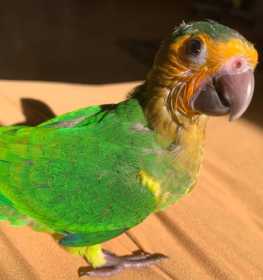 Lost Conure