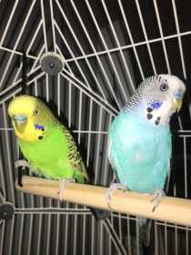 Lost Budgerigar