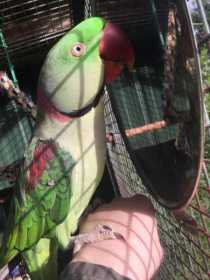 Lost Alexandrine