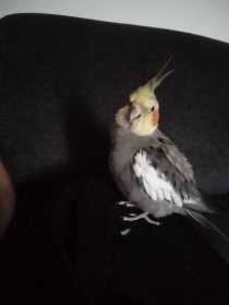 Lost Cockatiel