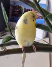 Lost Budgerigar