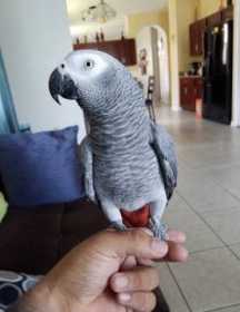 Lost African Grey