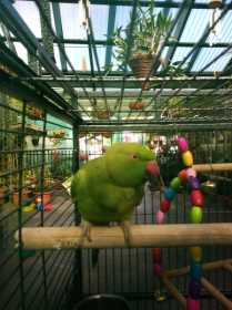 Lost Indian Ringneck Parakeet