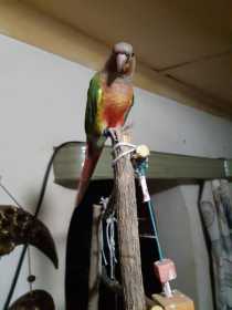 Lost Conure