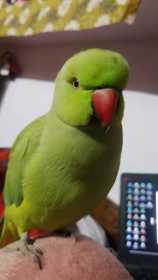 Lost Indian Ringneck Parakeet