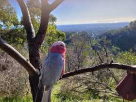 Lost Galah Cockatoo