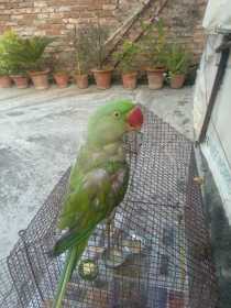 Lost Alexandrine