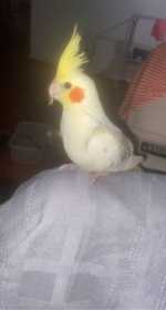 Lost Cockatiel