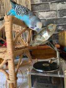 Lost Budgerigar