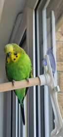Lost Budgerigar