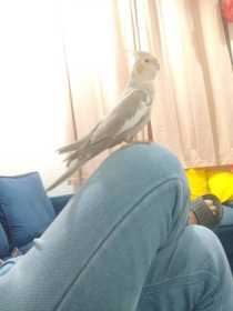 Lost Cockatiel