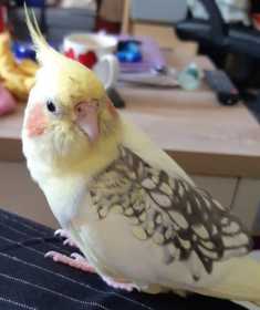 Lost Cockatiel