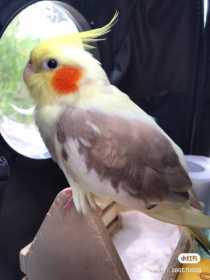 Lost Cockatiel