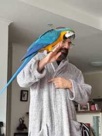 Lost Macaw