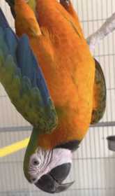 Lost Macaw