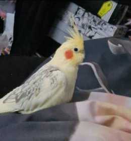 Lost Cockatiel