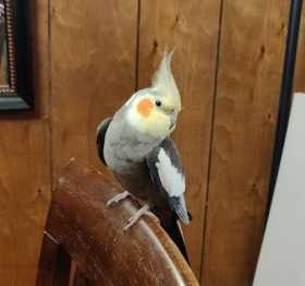 Lost Cockatiel